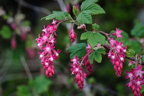 Red Flowering Currant Native Fruit Trees For Sale Native Foods Nursery