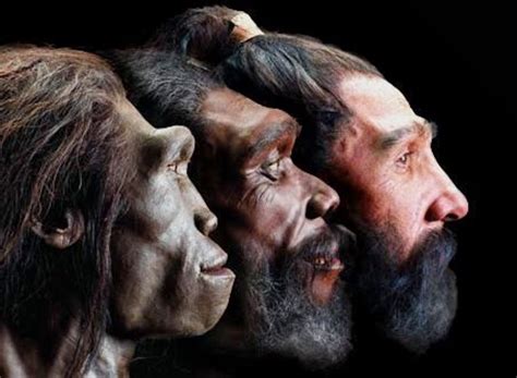 Evolución Del Hombre Qué Es Concepto Y Definición