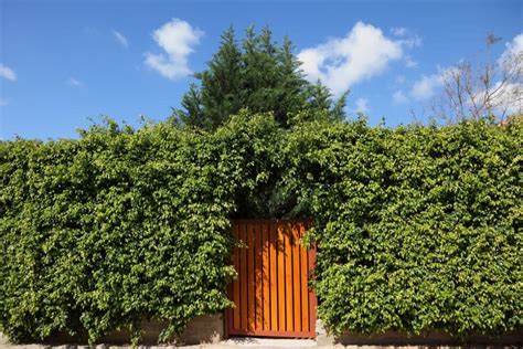 Evergreen Privacy Screens Creating A Natural Living Barrier With
