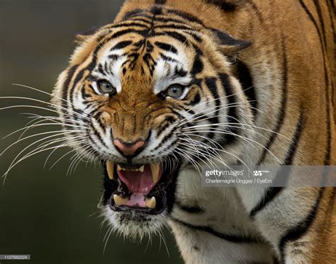 Close Up Portrait Of Tiger Roaring Tiger Roaring Tiger Species