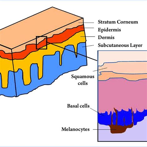 Schematic Diagrams Of The Layers In Human Skin With The Locations Of