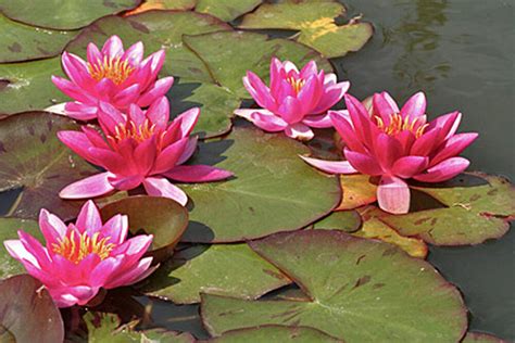 Red Water Lilies Water Featuresponds Plants5 Finest Viable Seeds Ebay