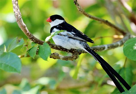 Pin Tailed Whydah Vidua Macroura Are A Type Of Brood Parasite