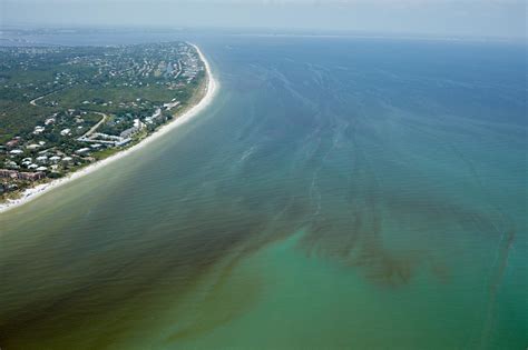 Red Tide Is Devastating Floridas Sea Life Are Humans To