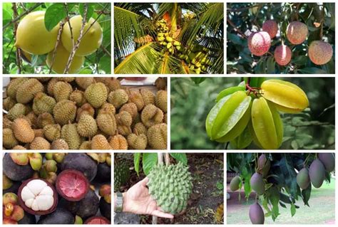 13 Fruit Trees To Grow In Hawaii Exotic And Common Varieties
