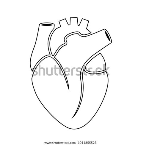 Outline Icon Human Heart Anatomy Vector Stock Vector Royalty Free