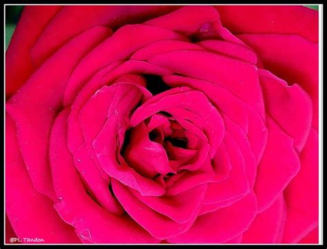 Red Rose Close Up P L Tandon Flickr