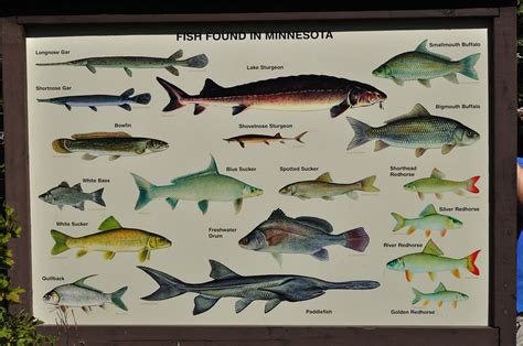Fish Of Mn Dsc0439 Craig A Mullenbach Flickr