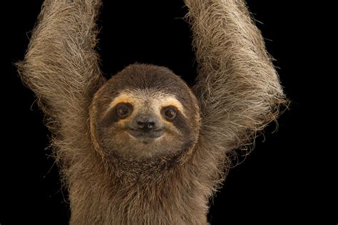 We did not find results for: Sloth Wallpapers (70+ background pictures)