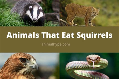 What Eats Squirrels 17 Animals That Eat Squirrels Animal Hype
