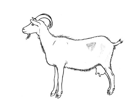 Goat Drawing Pictures At Getdrawings Free Download