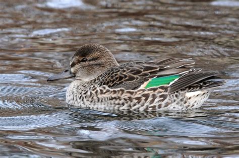 Green Winged Teal Female This Lone Female Teal Was Hangi Flickr