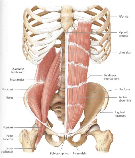 Abdominal Muscles Sonography Folder Psoas Muscle Muscle Anatomy