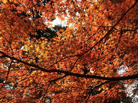 Free Images Forest Branch Sunlight Leaf Autumn Season Maple
