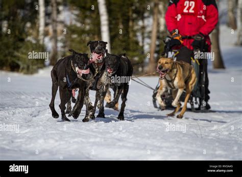 Alaskan Huskies Sled Dog Race Czech Republic Stock Photo Alamy