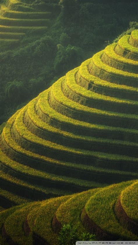 Beautiful Rice Terraces Landscape Ultra Hd Desktop Background Wallpaper