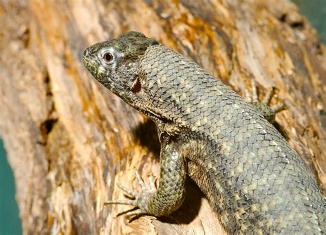 Northern Curly Tailed Lizard Leiocephalus Carinatus At Herpedia™com