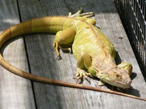 10 Types Of Iguanas And Morphs Clubfauna Iguana Reptiles Pet Market