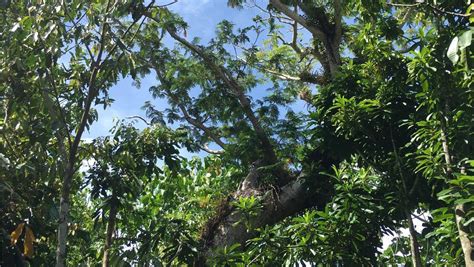 Landowners Can Help Save Endangered Guam Native Tree