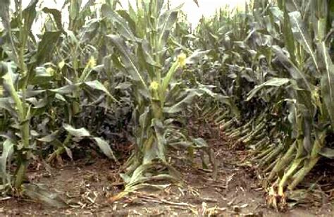 Ea O Ka Aina Monsanto Gmo Bt Corn Failing