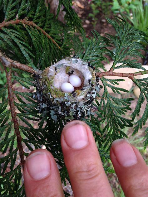 Hummingbird Eggs Are Tiny About The Size Of Jelly Beans Please