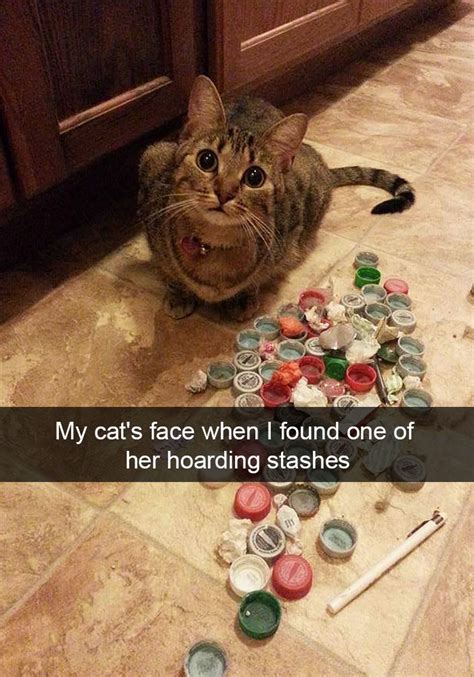 Tigers like to swim in water. 24 Hilarious Cat Snapchats That Will Make Your Day ...