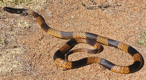 Gwardar Or Western Brown Snake Banded Form With Distinct Bands From