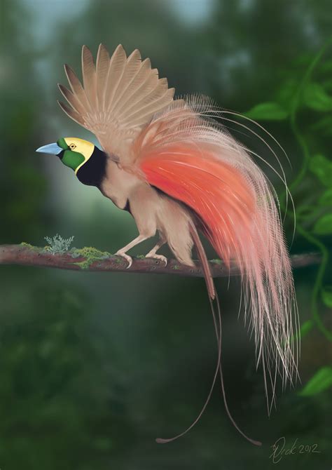 천상의 새 극락조(Birds-of-Paradise) : 네이버 블로그
