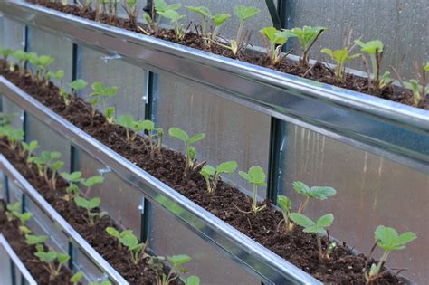 How To Grow Your Own Food In A Greenhouse One Hundred Dollars A Month
