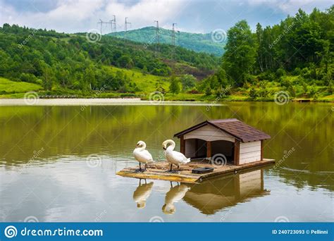 Landscape With Swans On The Mountain Lake Stock Image Image Of