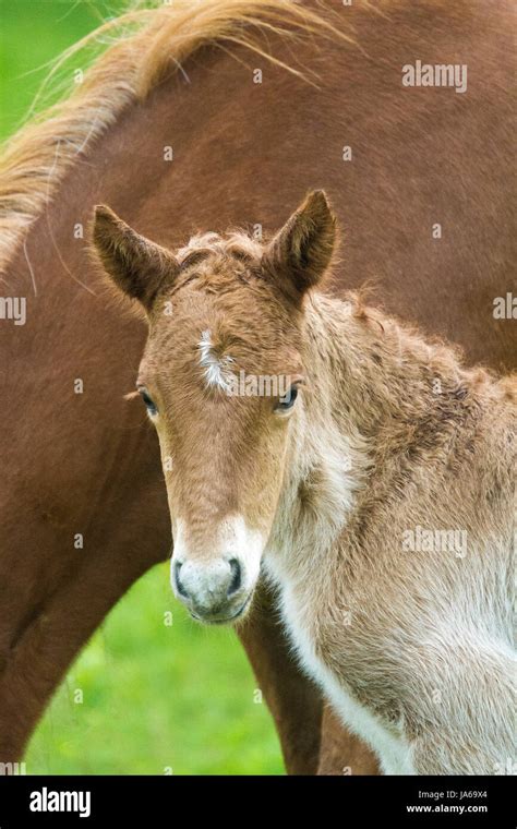 Icelandic Horse Foal With Dam Stock Photo Alamy
