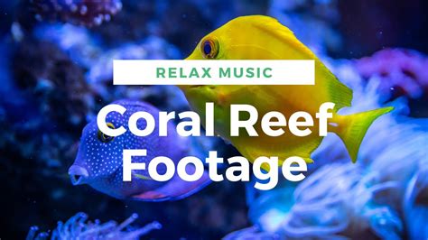 3 Hours Relaxing Music Coral Reef Footage Sleeping Music Office