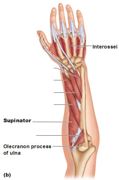 Tutorials and quizzes on muscles that act on the forearm/ forearm muscles (flexors and extensors of the forearm), using interactive animations and diagrams. Muscles of the Forearm