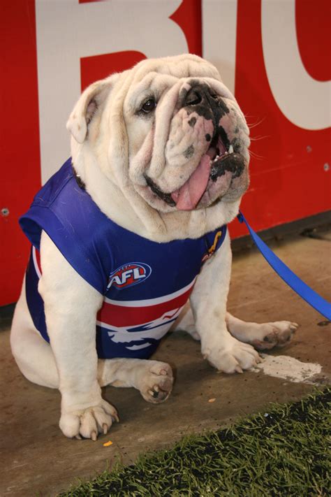 Thank you for your patience while you await the arrival of your 2021 western bulldogs membership pack. Western Bulldogs - Wikiwand