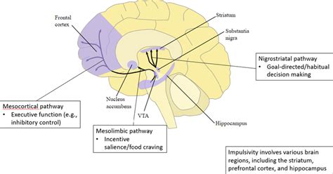 Dopaminergic Pathways And Corresponding Risk Factors Of Binge Eating