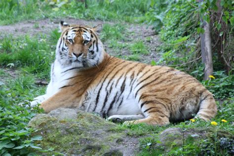 Löwen Und Tiger Foto And Bild Tiere Zoo Wildpark And Falknerei