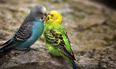 Kissing Parrots Wallpapers 1280x768 295047