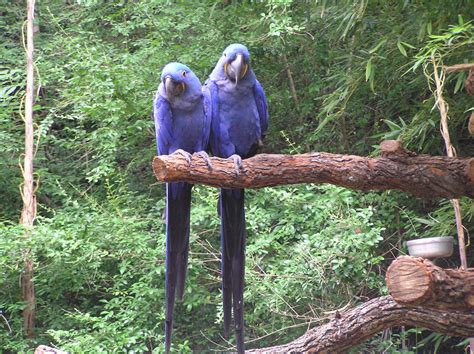 Purpleparrots Parrot Purple Purple Color