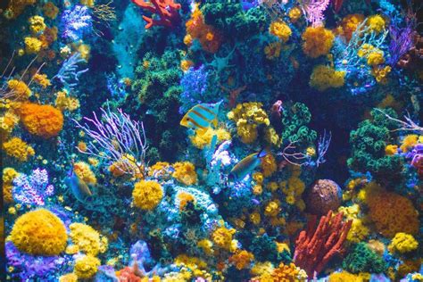 Coral reef weather coral reefs have saltwater with temperatures in the range of 20 degrees to 28 degrees celsius. Improving the Resilience of Coral Reefs | Earth.Org - Past ...