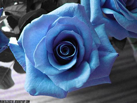 Ice Blue Roses I by DarkSilence101 on DeviantArt