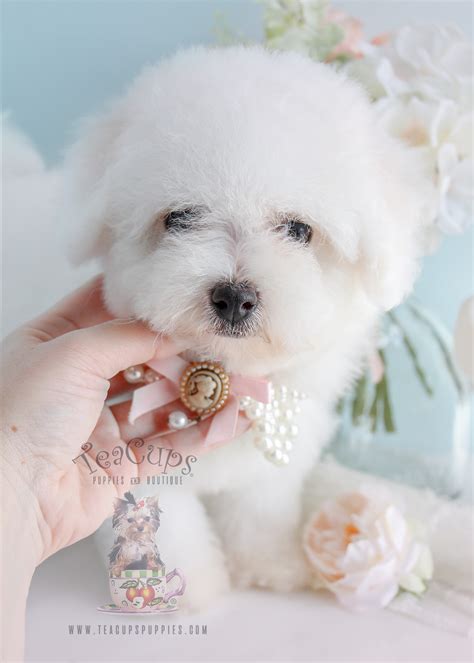 Bichon Frise Puppy For Sale 263 Teacup Puppies Teacup Puppies And Boutique