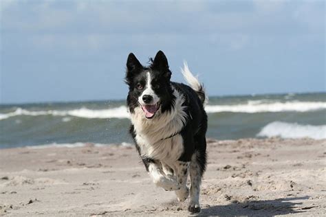 Border Collie Hunting Dog Detailed Breakdown For You