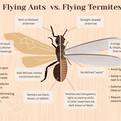 A Quoi Ressemble Une Termite Things You Should Know About Flying