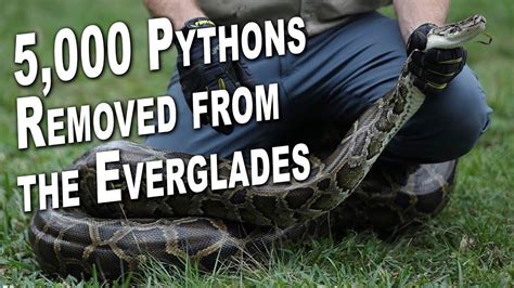 5000 Pythons Removed From The Everglades Youtube