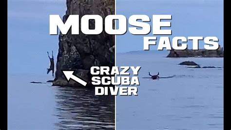 10 Moose Facts The Gigantic Scuba Diving Deer Animal A Day Youtube