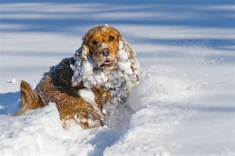 Puppy Dog While Playing On The Snow Stock Image Image Of Snow