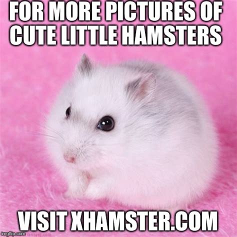 Millions Of Cute Little Hamster Pictures Can Be Found On There So Visit For