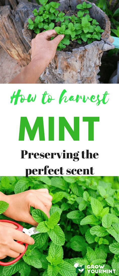 How To Harvest Mint Without Too Much Effort Gardensherbmint