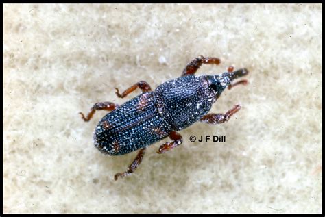 Rice Weevil Home And Garden Ipm From Cooperative Extension
