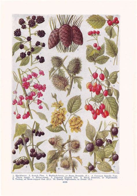 1947 Botany Print Trees And Berries Vintage Plant Home Etsy Vintage